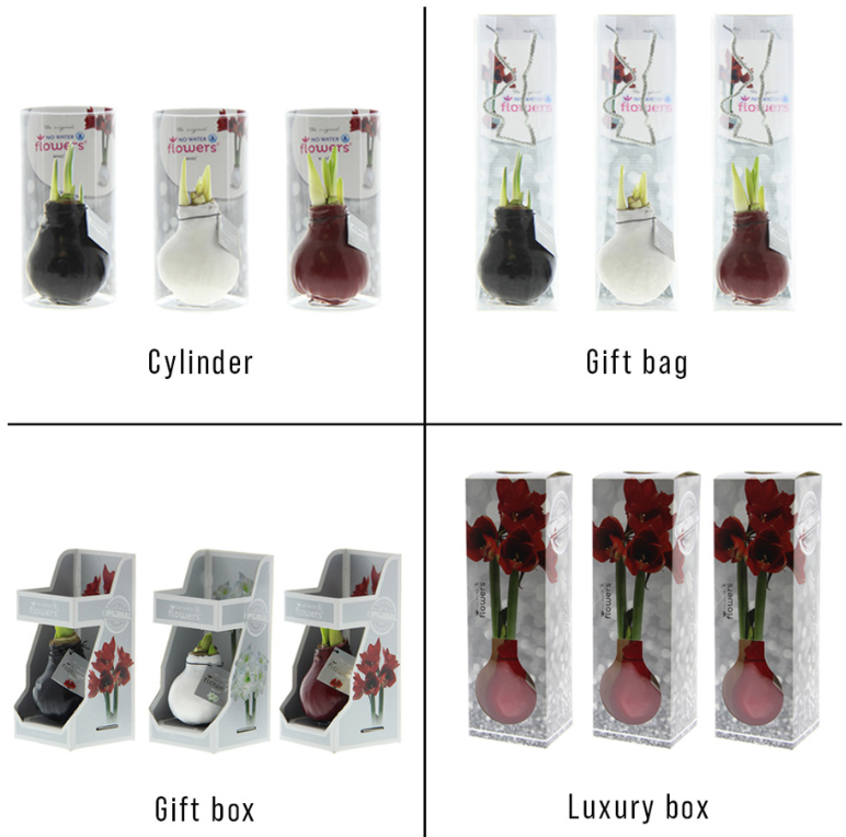 No Water Flowers - Amaryllis - Afbeelding 4