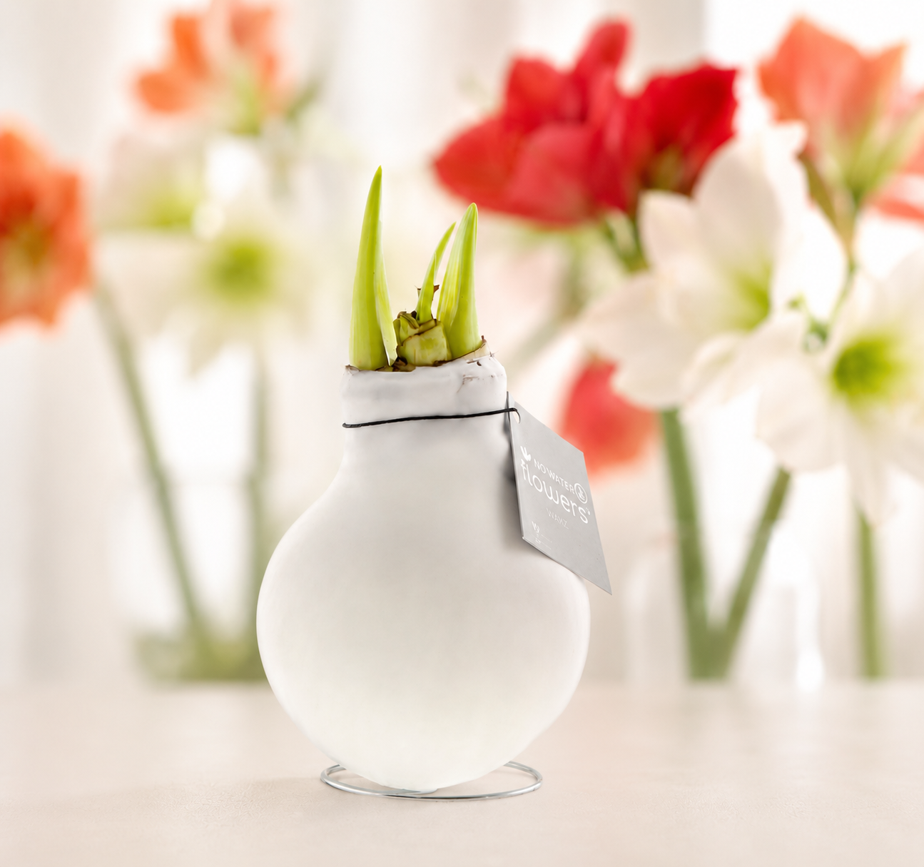 No Water Flowers – Amaryllis