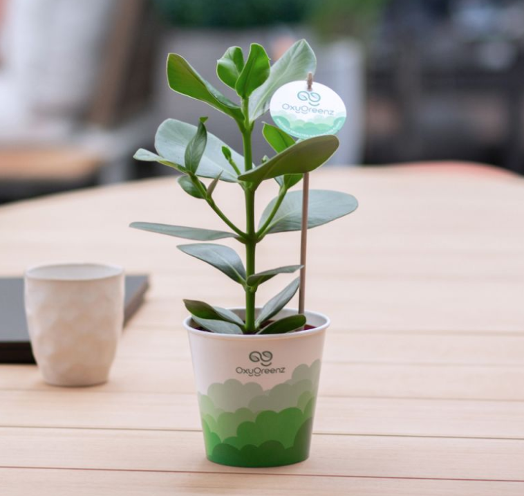 OxyGreenz® – Clusia rosea in papercup