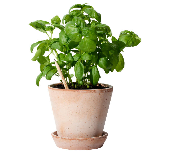 Sprout Bloeipotlood sharpened - Afbeelding 3